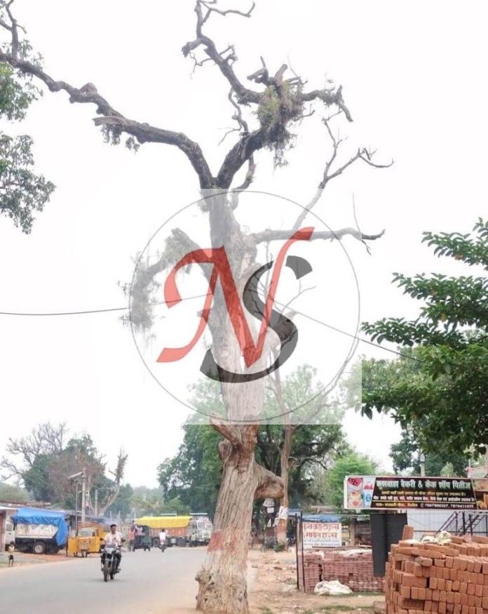 25 Sadak Kinare Sukha Ped Chatra