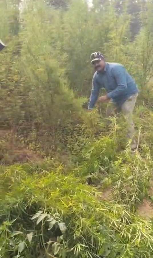 27 Ganje Ke Paudhon Ko Nasht Karte Police Karmi Chatra