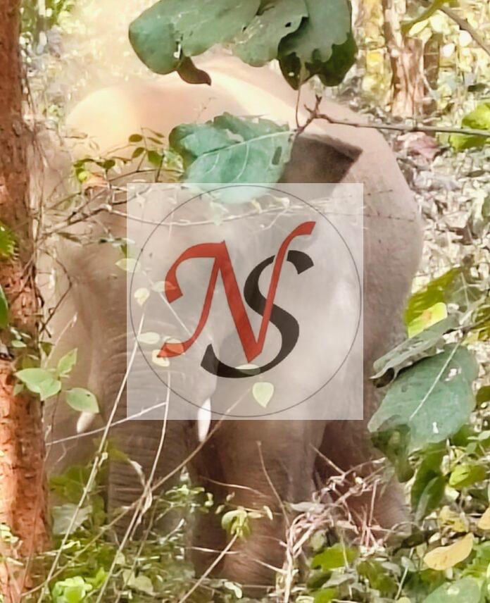 16 Jangal Me Ghumate Hanthi