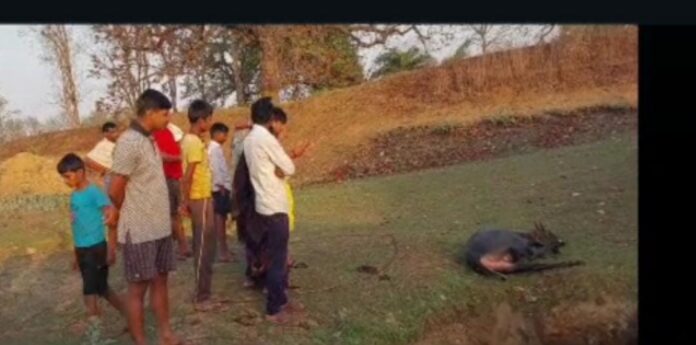 24 Pyasa Nilgay Chatra