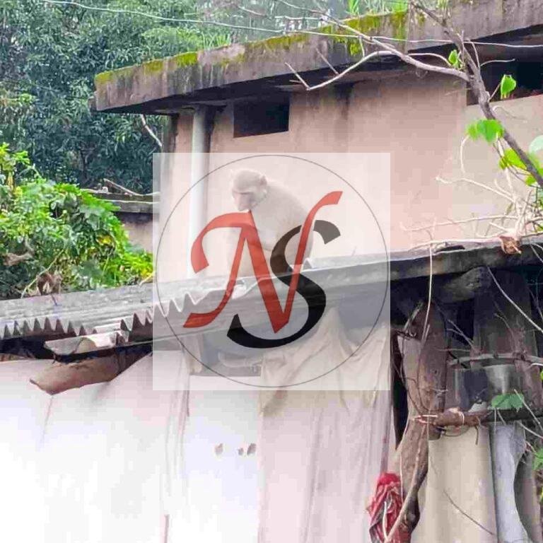 चौक पर बंदर का आतंक, लोगों में दहशत